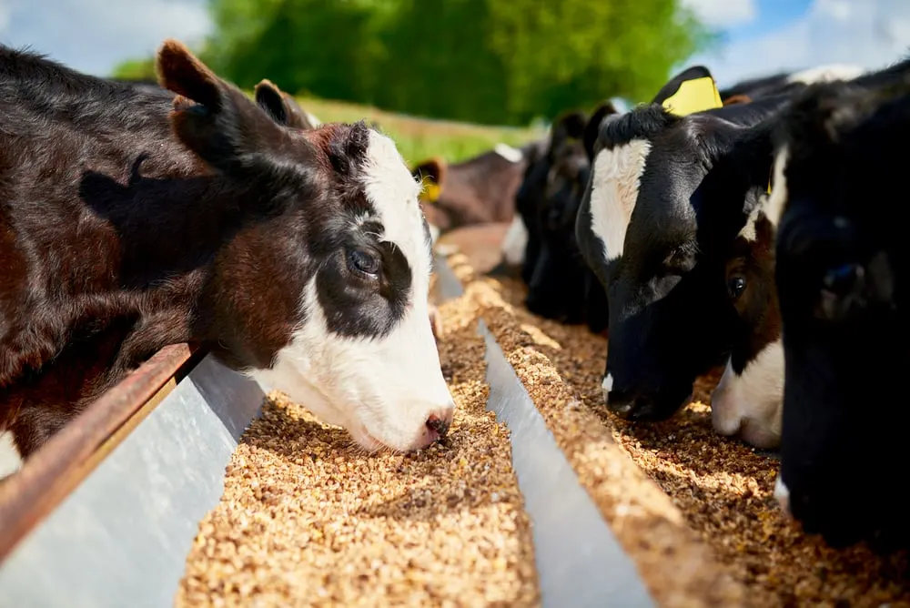 Cattle Feed and Animal Nutrition Export